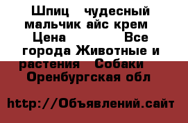 Шпиц - чудесный мальчик айс-крем › Цена ­ 20 000 - Все города Животные и растения » Собаки   . Оренбургская обл.